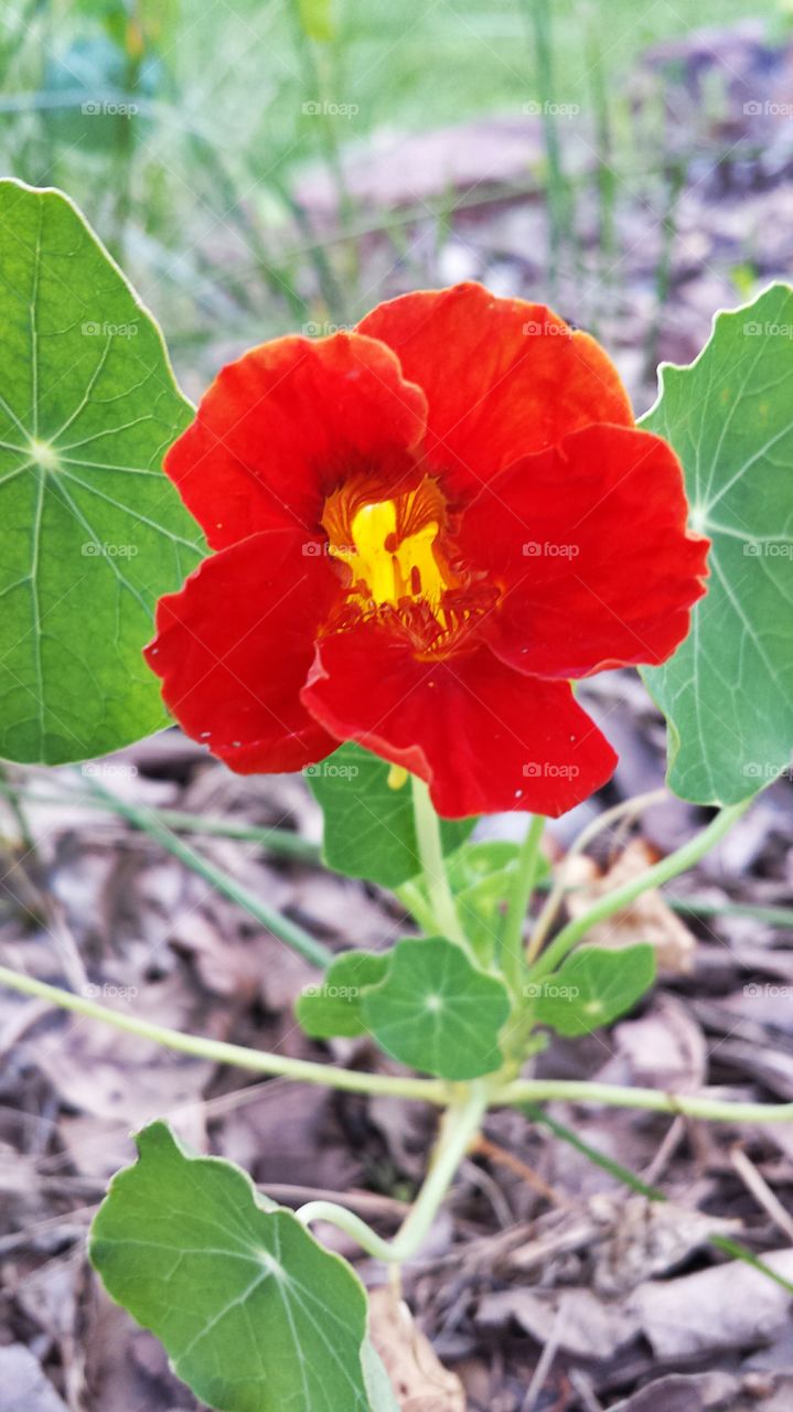 Nasturtium. Red Flower