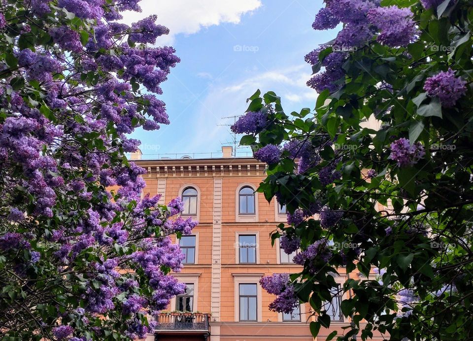 Lilac 🪻 Urban 🪻 Building 🪻 City 🪻