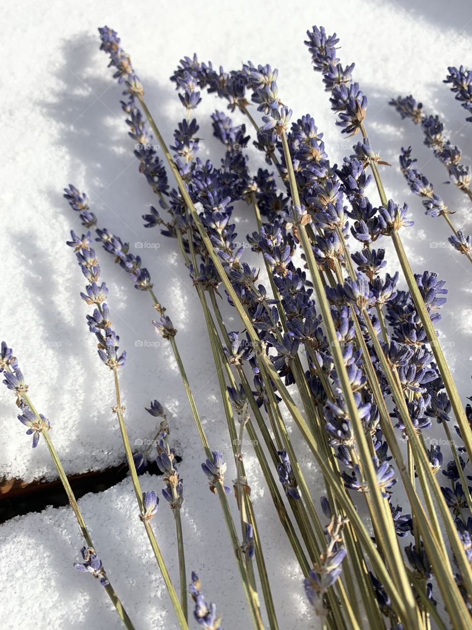 Dried lavender flowers against the fresh-fallen snow. It’s late November in the Midwest. 