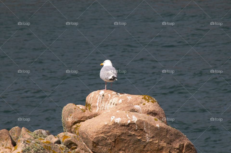 seagull on rock