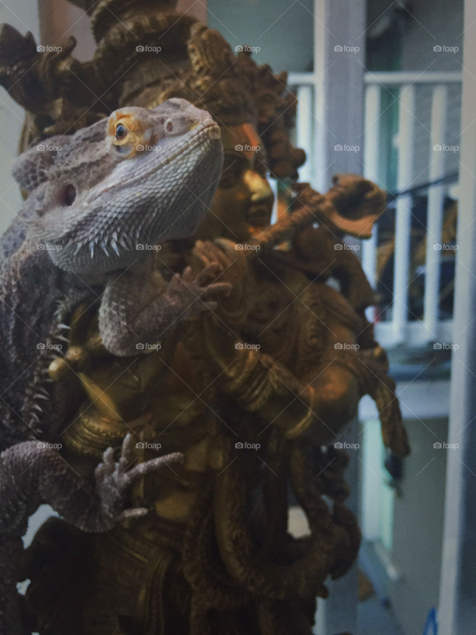 Reptar the bearded dragon