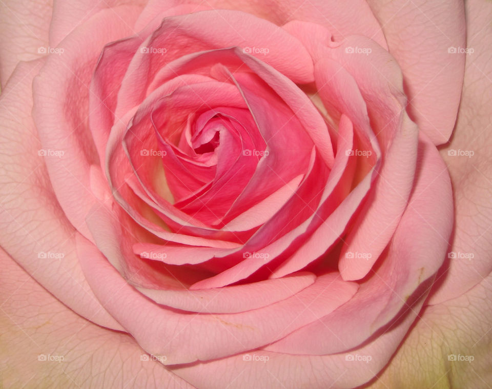 Pink rose.