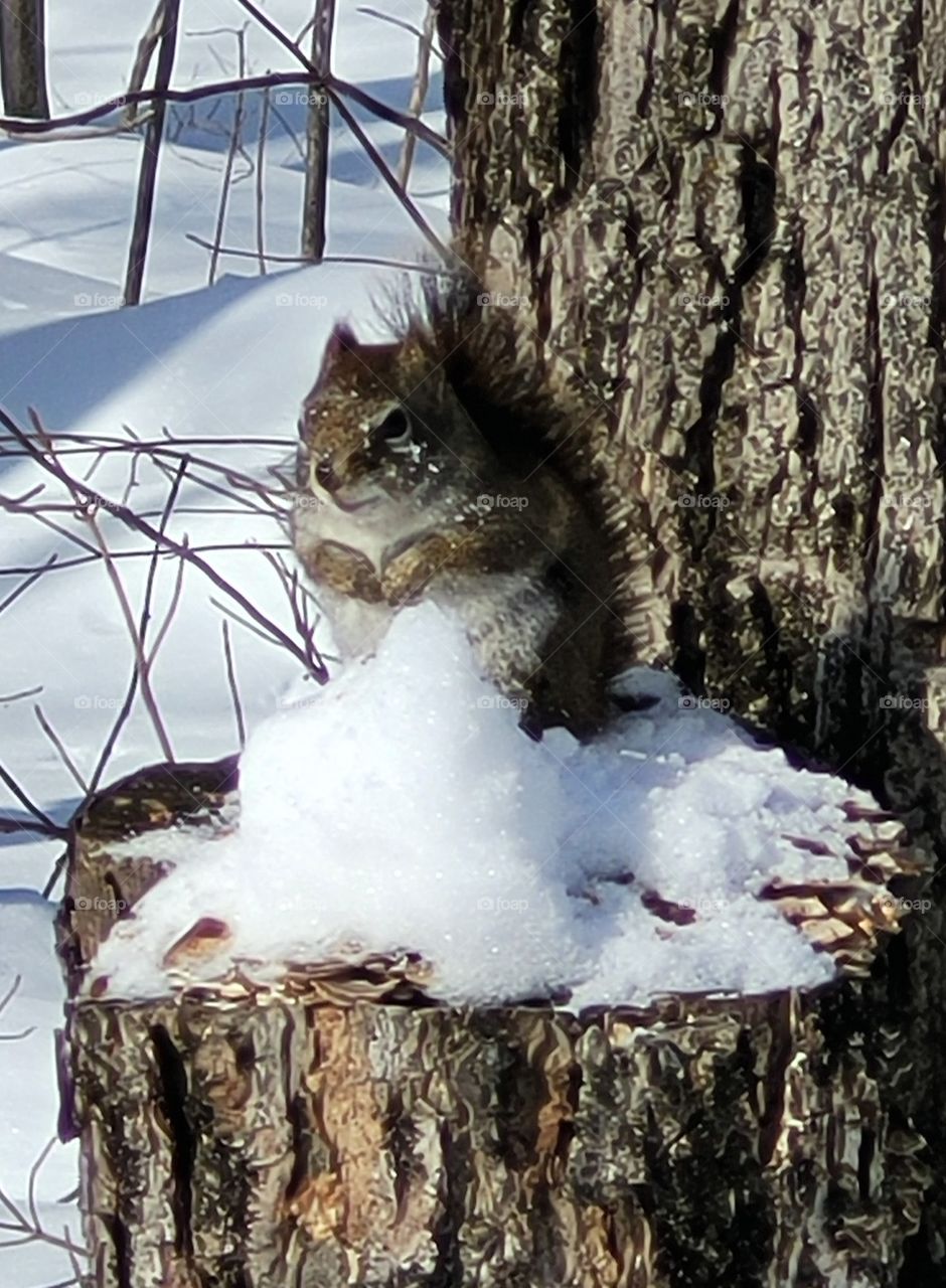 squirrel bathing in snow