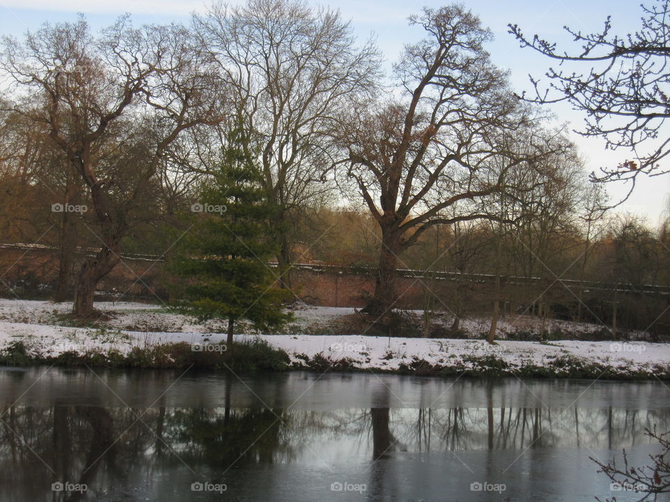 Tree, Landscape, Winter, Wood, Nature