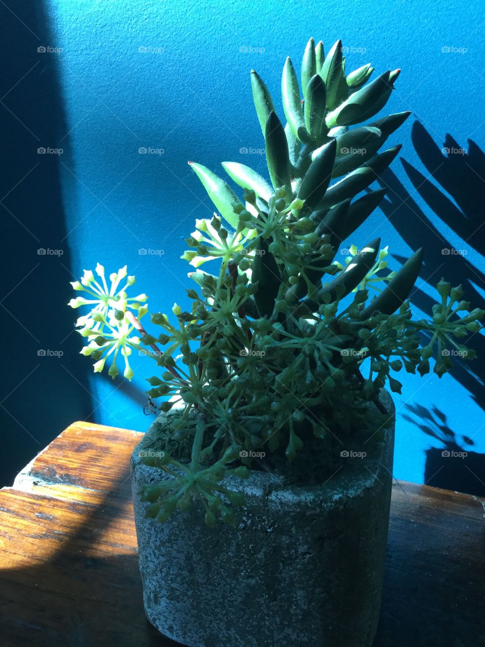 A beautiful succulent plant, in a stone pot, sitting on a wooden table in front of a turquoise wall in the sunshine.