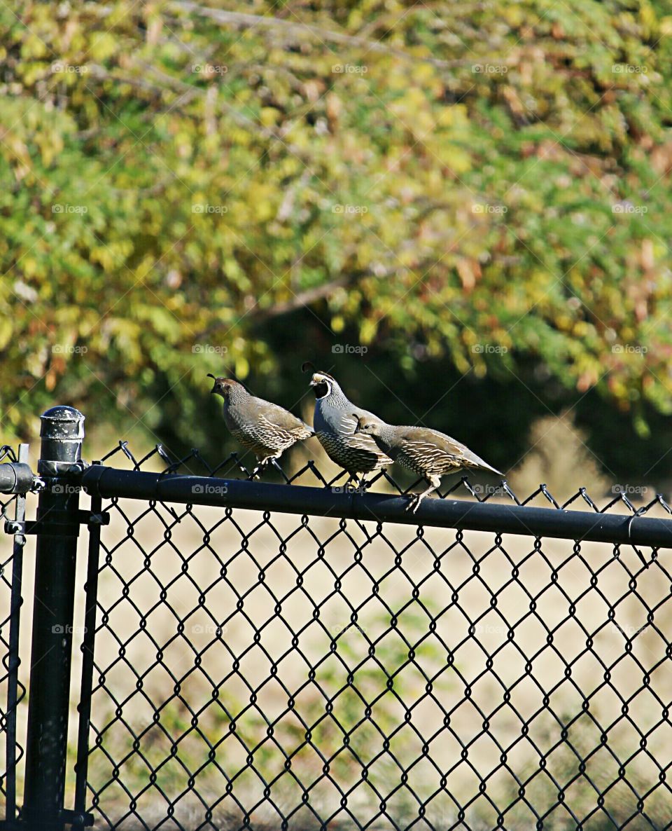 3 Quail sitting on a fence