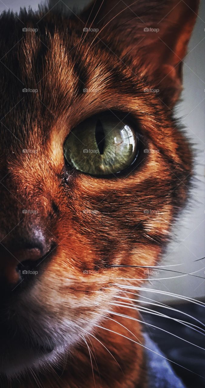 Close-up bengal 