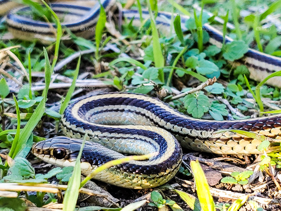 ribbon garter snake