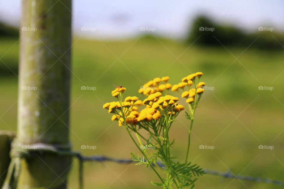 Yellow wild flower in focus and coastal landscape in the background 