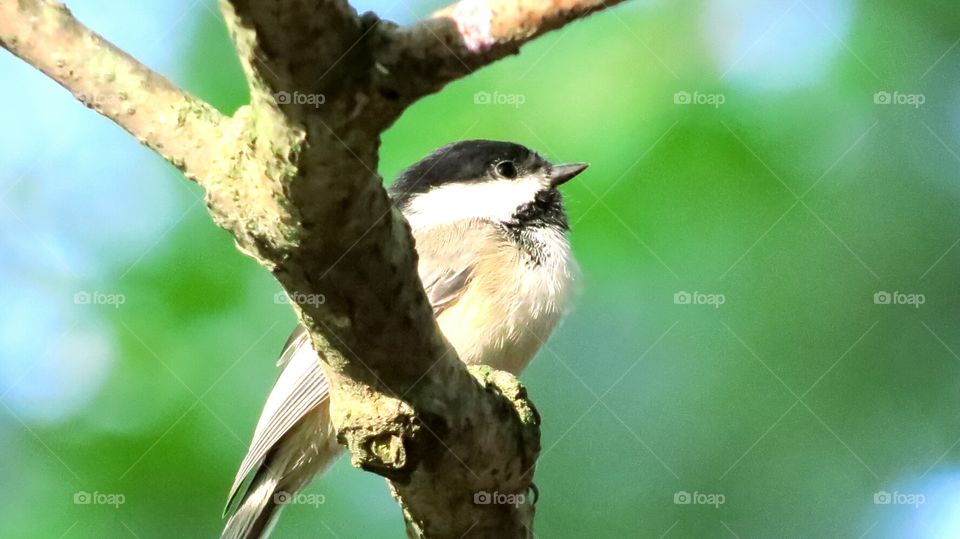 Chickadee stops for a second