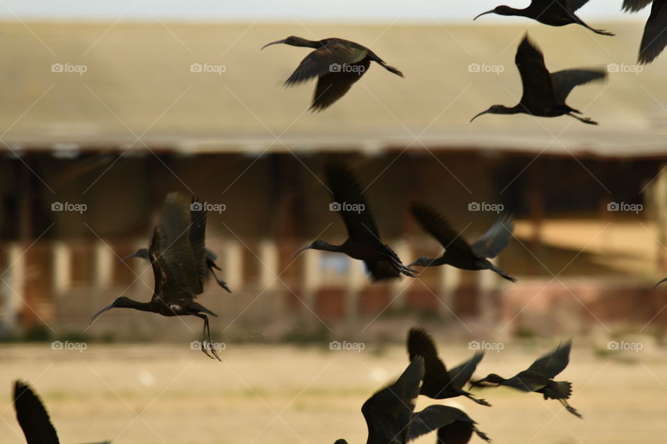 Morito común-Morito Common