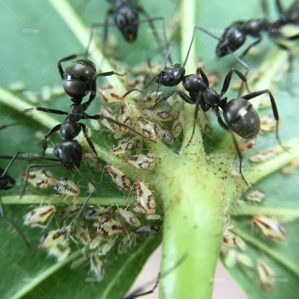 Ants and Aphids