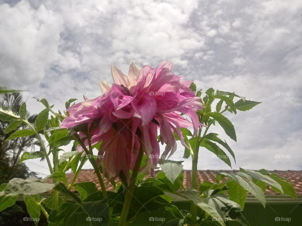 FLOWERS, NATURE, GARDEN, DAHLIA.