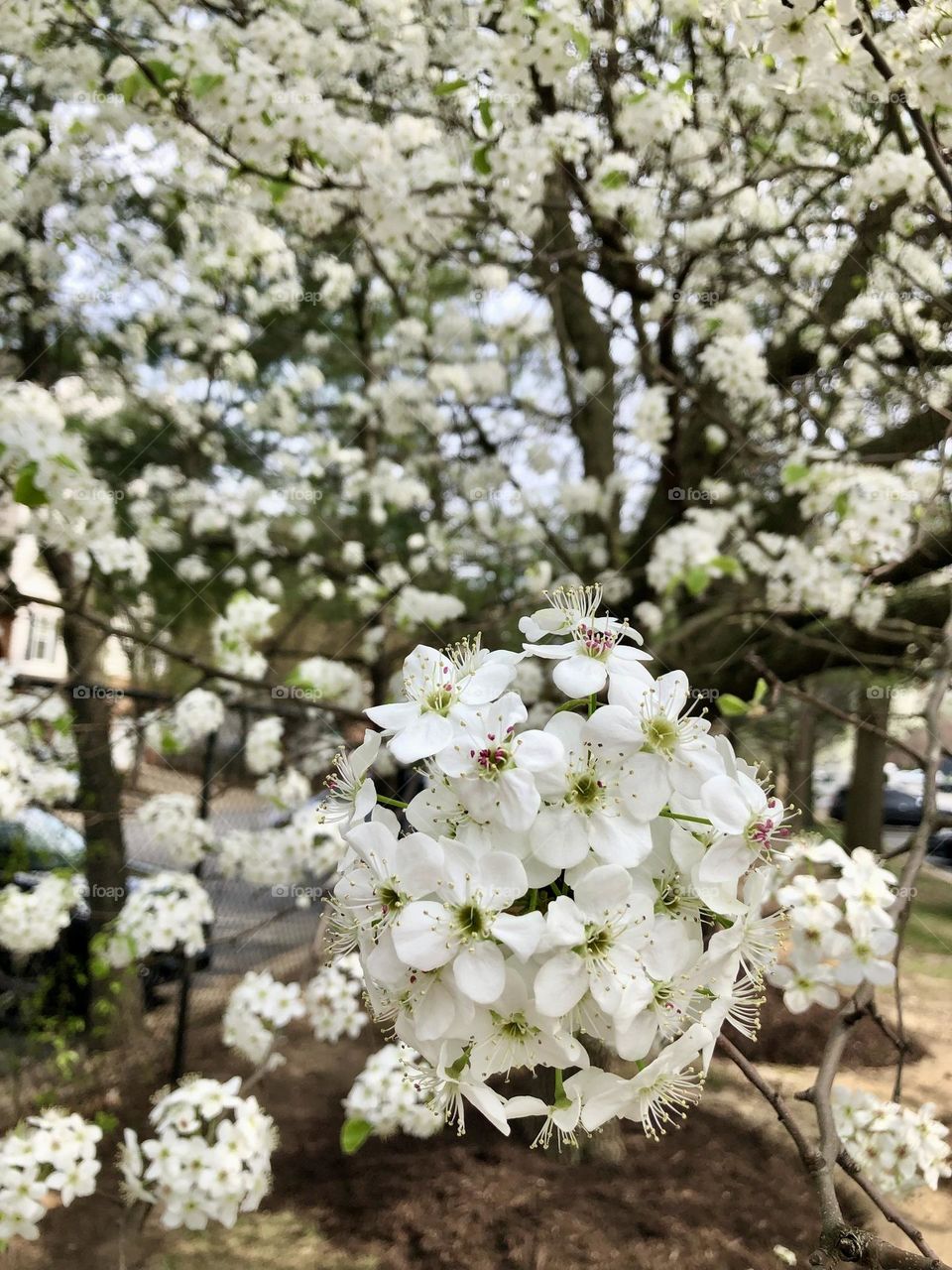 Beautiful cluster of flowers - Love Spring time 🌿