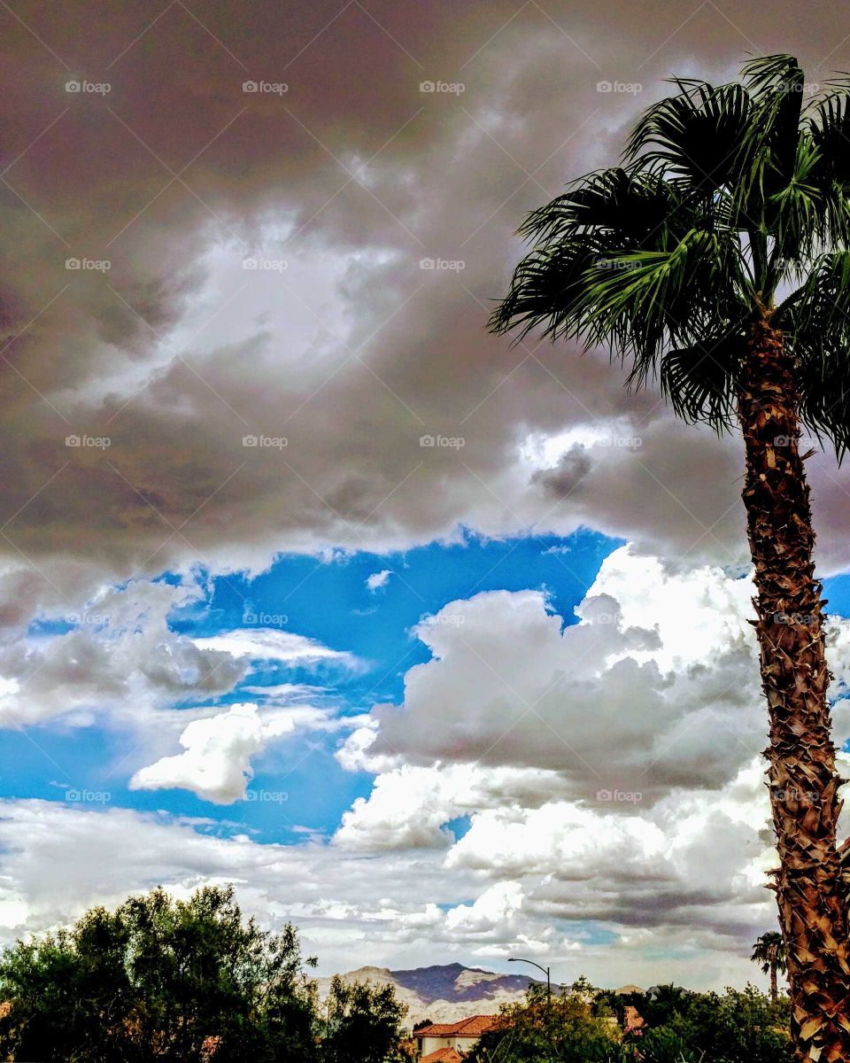 Beach, Tree, Sky, Palm, Island