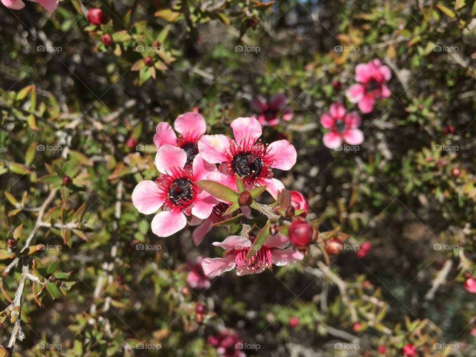 Spring Flowers