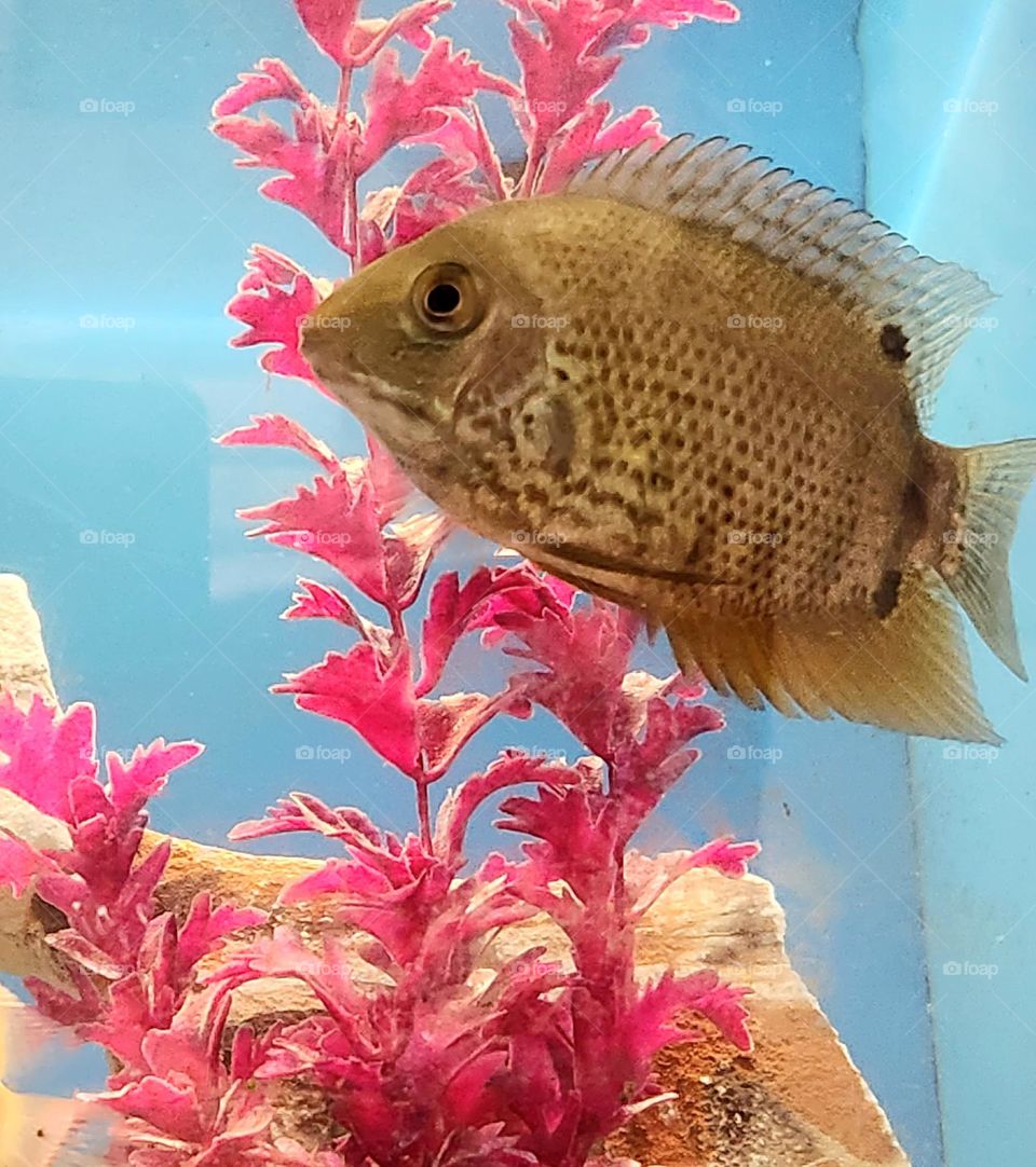 The bright neon pink plastic kelp in this pet store aquarium tank would fit right in with the world of Barbie