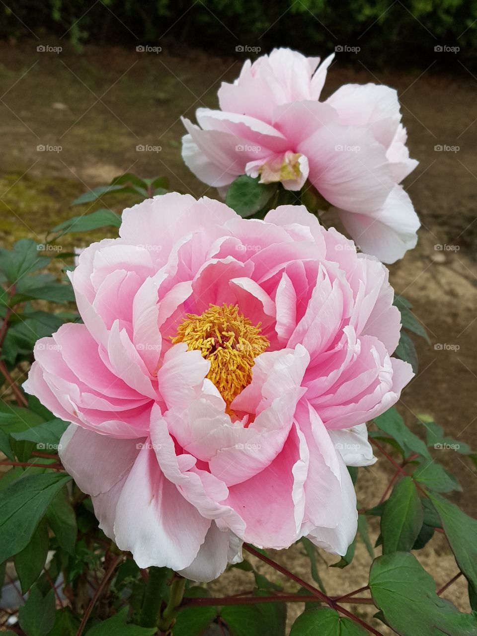 Paeonia at Hyogo JAPAN