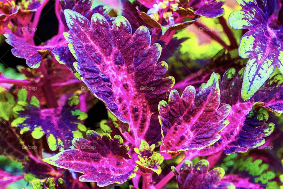 Natural magenta - Leaf - day light 