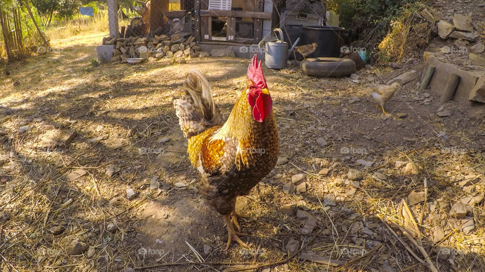 Close up of a rooster in a rural farm in Central Portugal