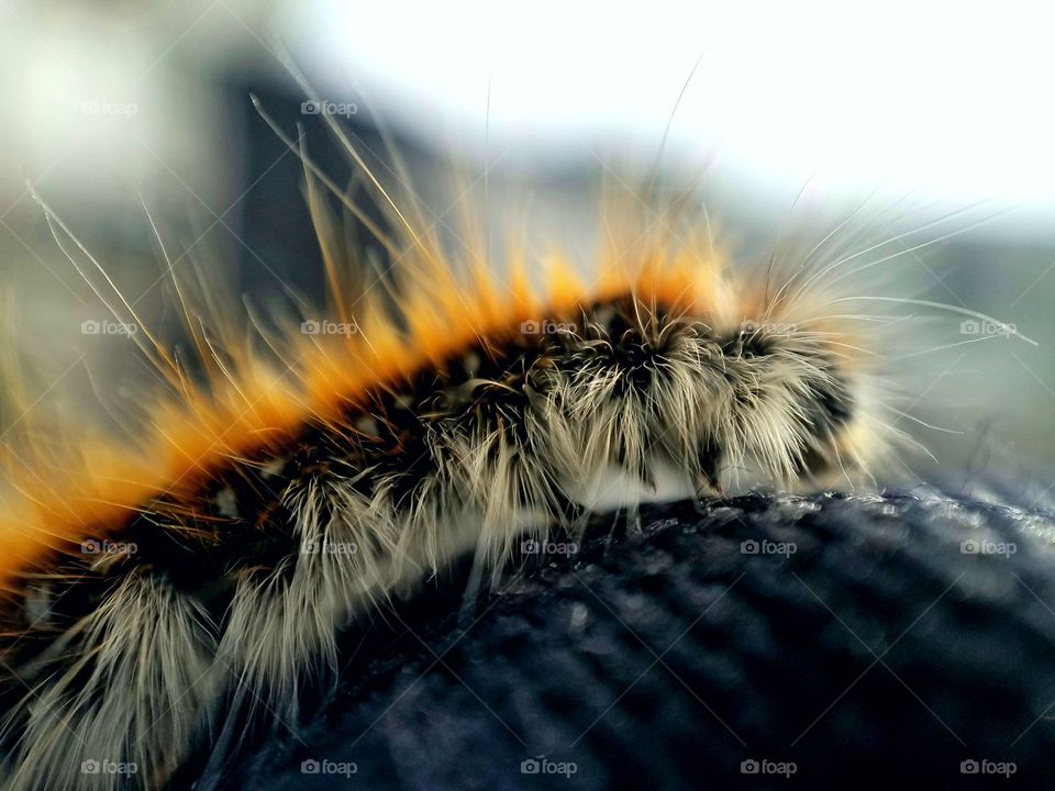 caterpillar