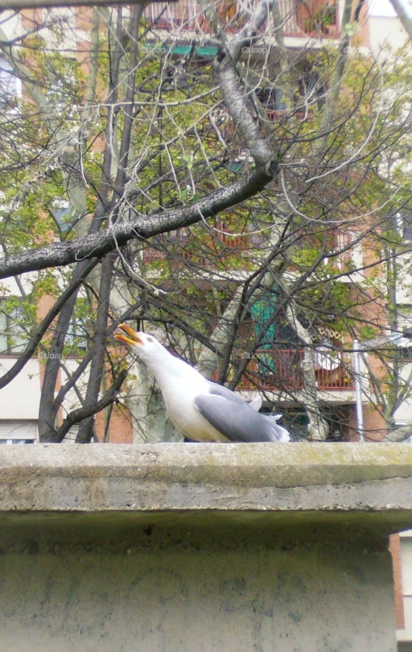 Seagull is still in the city.