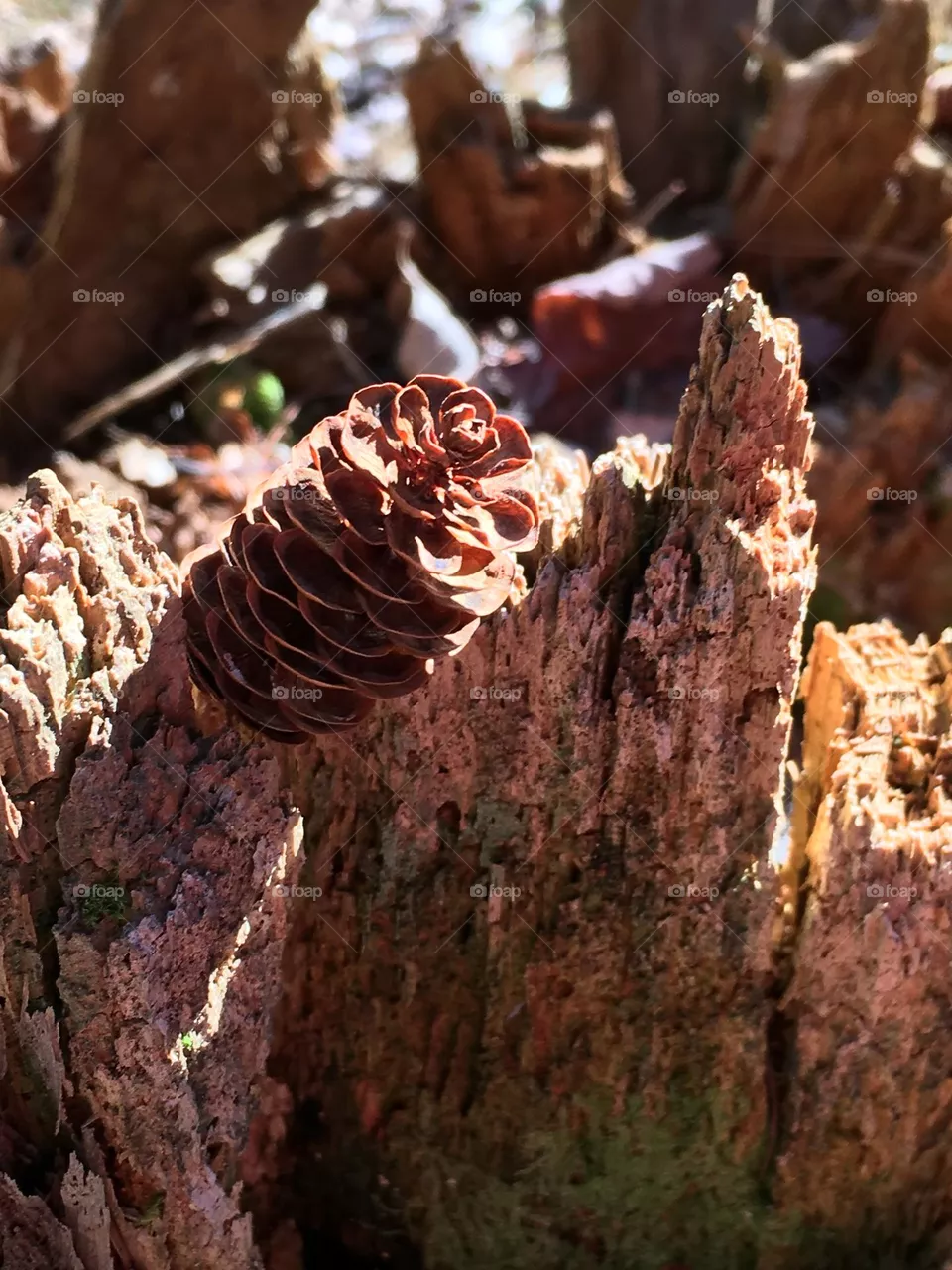 Small pine cone on a broken log in Autumn sunshine, Maine.
