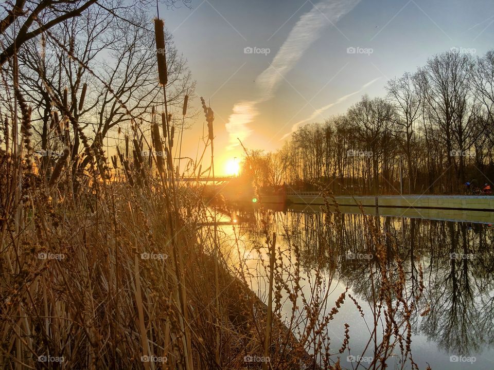 Golden sunrise or sunset over the water of a tree lined river or canal flowing through the forest landscape as seen from behind high grass and reed on the riverside