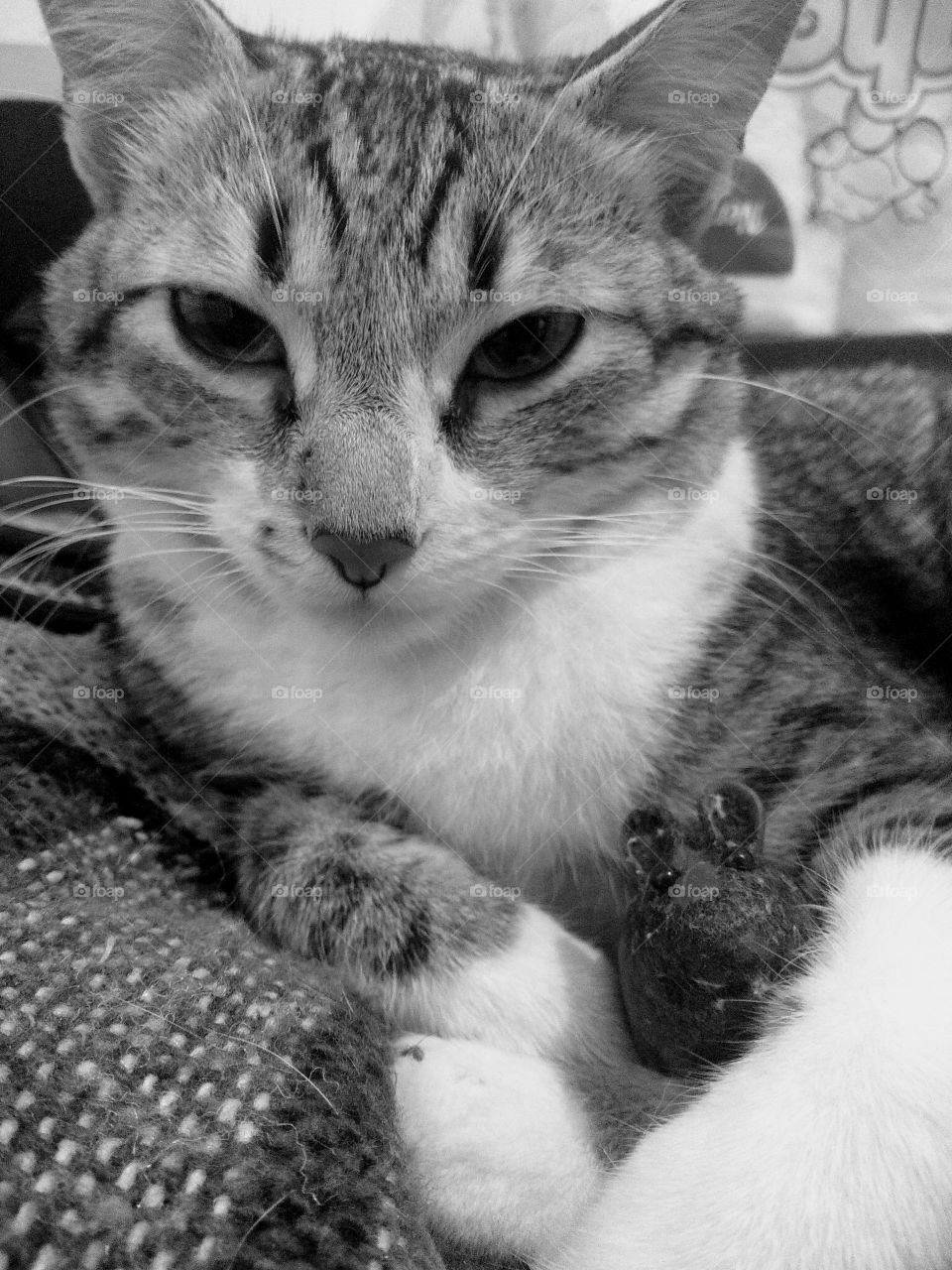 Monalisa and her mouse