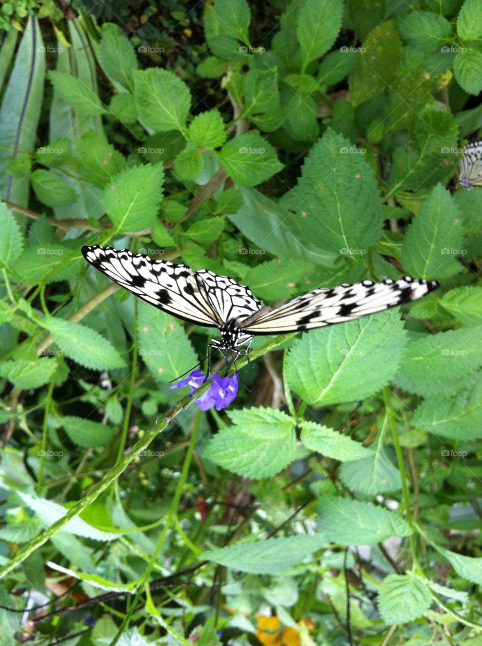 Butterfly L