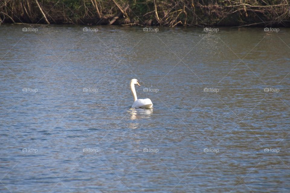 close up of a white swan