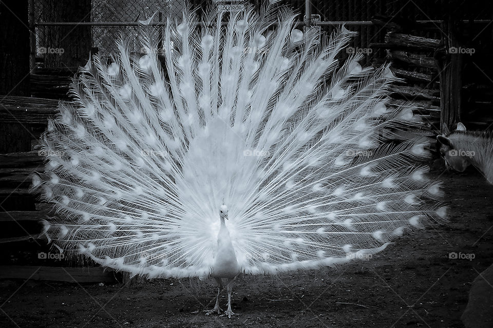 A monochrome shot of a beautiful white male peacock in full display strutting his stuff for all to see! He certainly was impressive as he shook and fluttered his tail at everyone as they walked by him. 