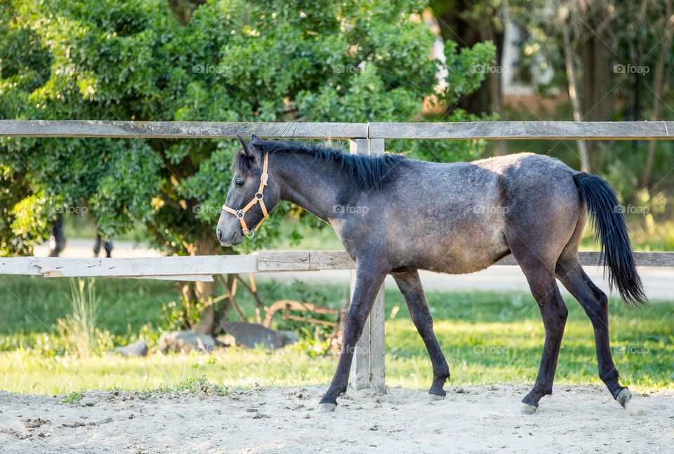 Horse, Farm, Animal, Stallion, Pasture