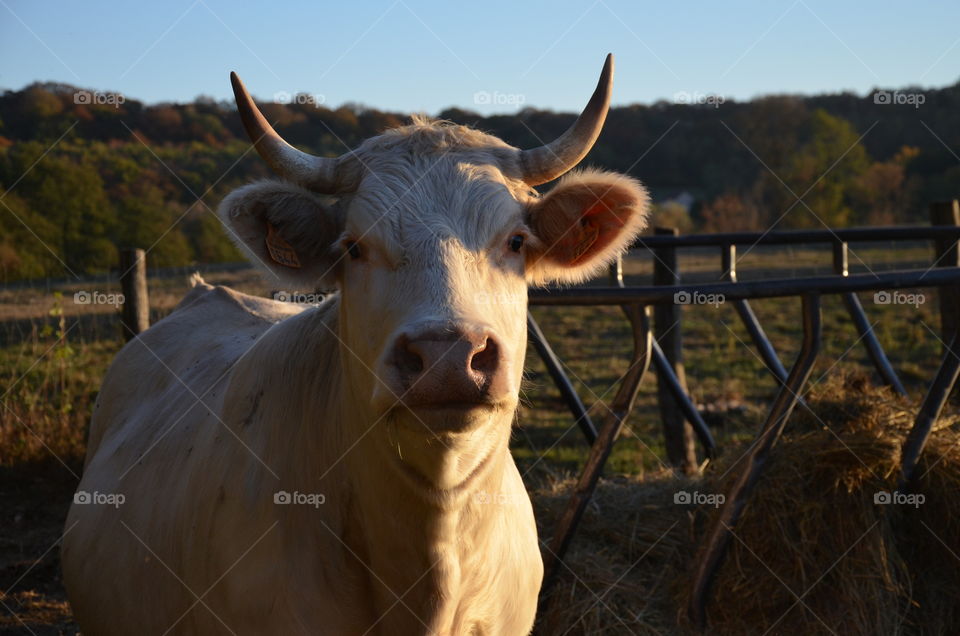 cow