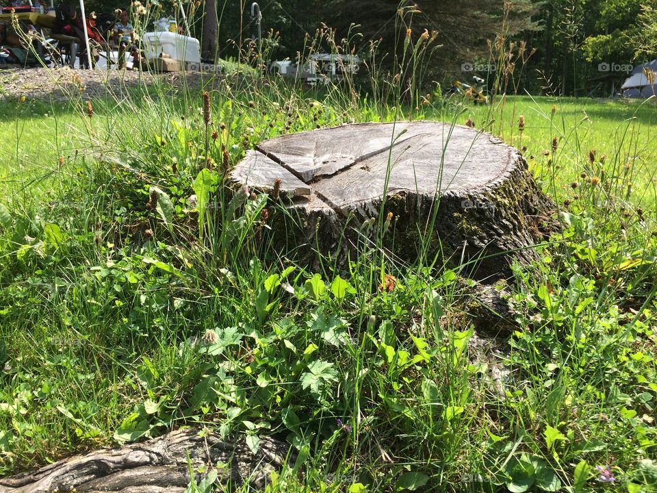 Nature's Endless Summer Beauty 