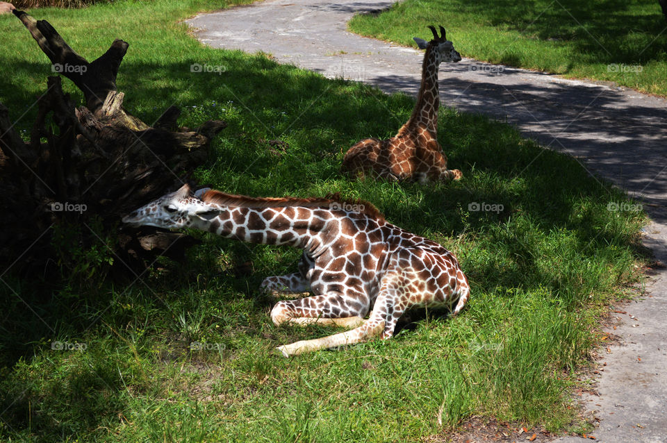 A baby's feeding