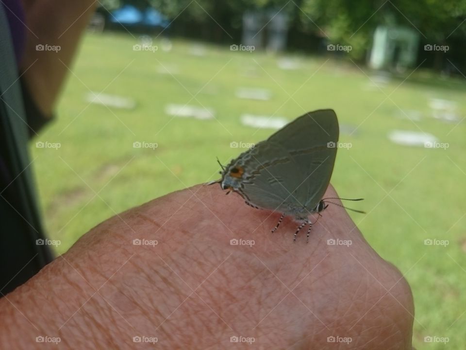 Butterfly at the hand of visitor at cemetary