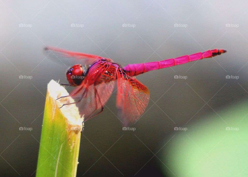 Red dragonfly: Crocothemis servilia