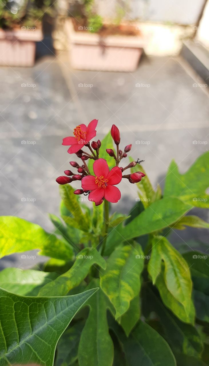 Natural Portrait of Plant, Beautiful Flower