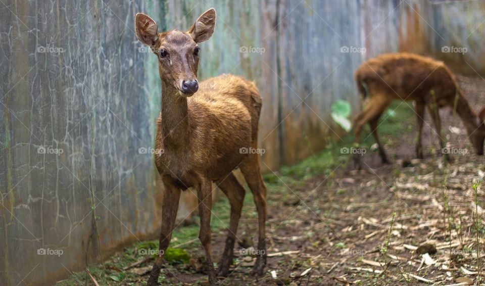 Young deer waiting for food 