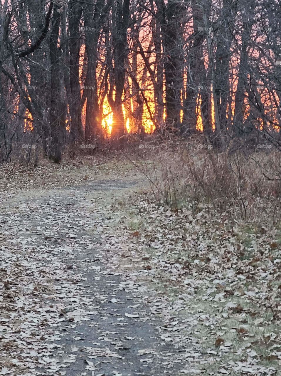 Dusk in the forrest