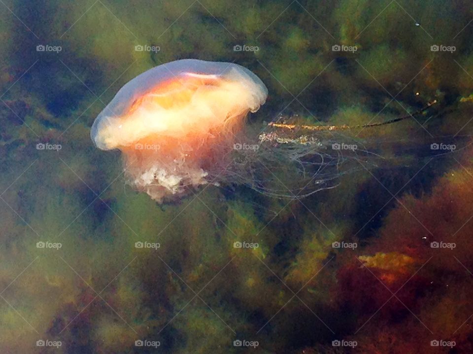 Red jellyfish