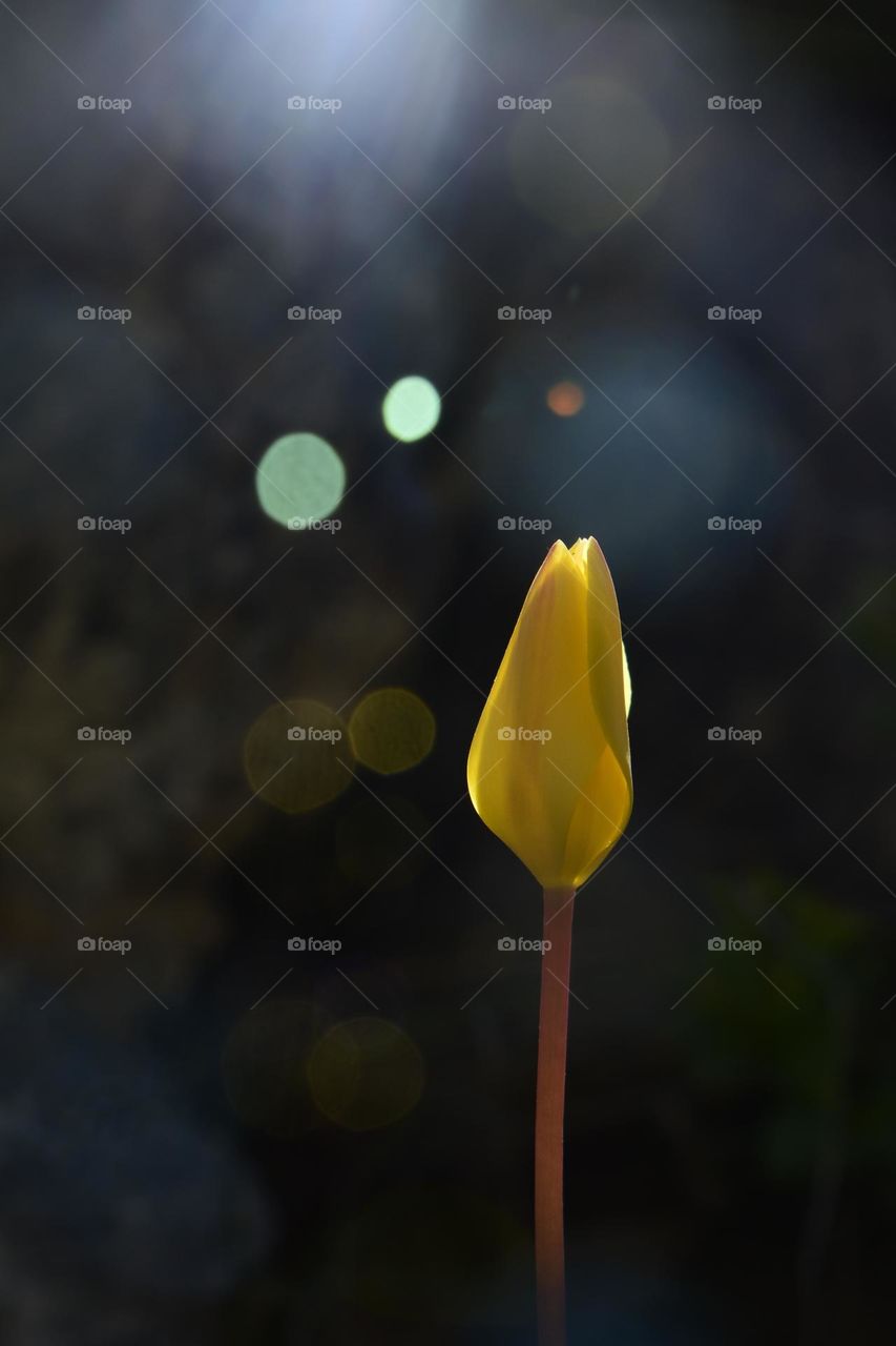 single wild yellow tulip flower in bokeh background