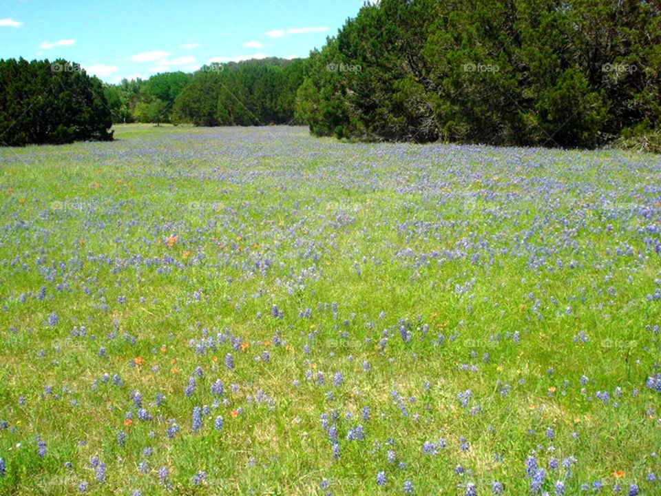 Bluebonnets and cedars