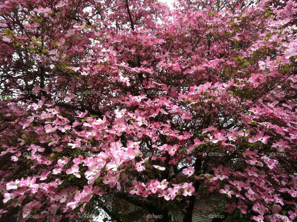 Dogwood tree
