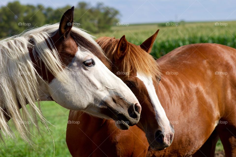 Summer Pets - two beautiful horses attentively watch and wait for feeding time