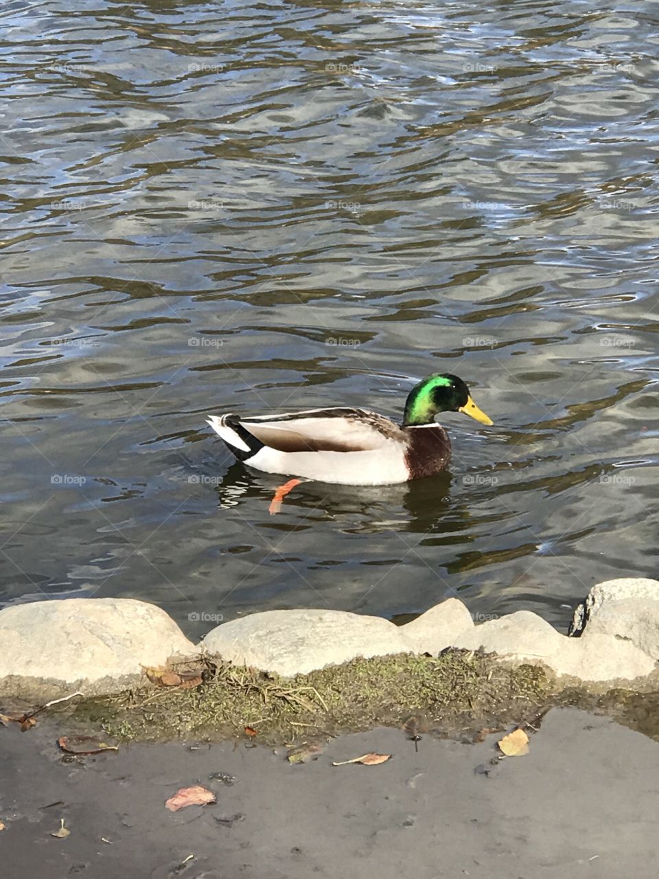 Duck in water