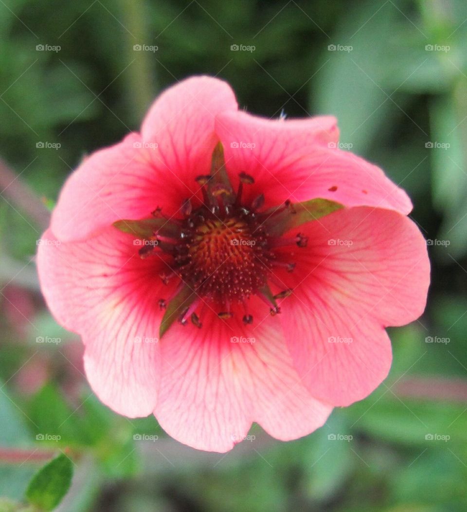 Pink Vein Flower