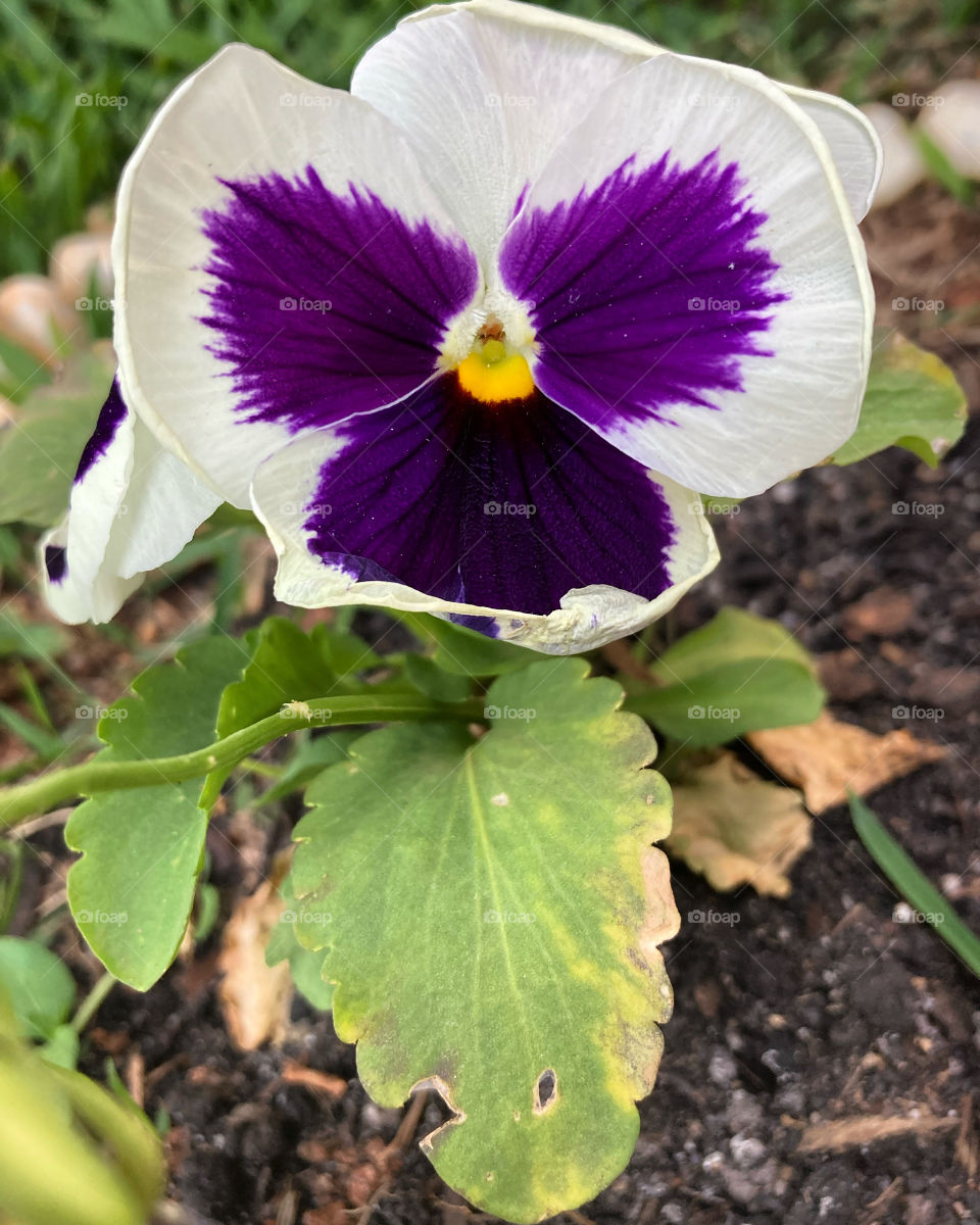 🌹 🇺🇸 Very beautiful flowers to brighten our day.  Live nature and its beauty. Did you like the delicate petals? / 🇧🇷 Flores muito bonitas para alegrar nosso dia. Viva a natureza e sua beleza. Gostaram das pétalas delicadas? 