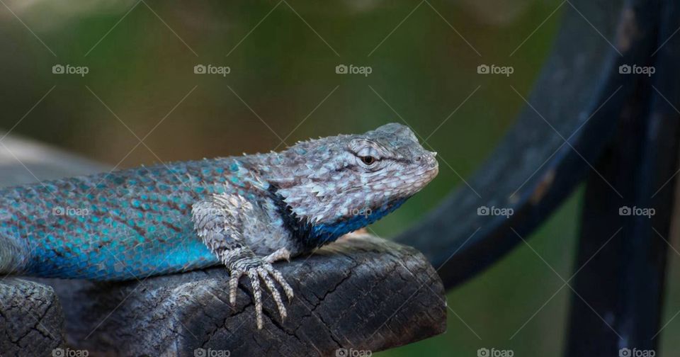 Lizard on a park bench